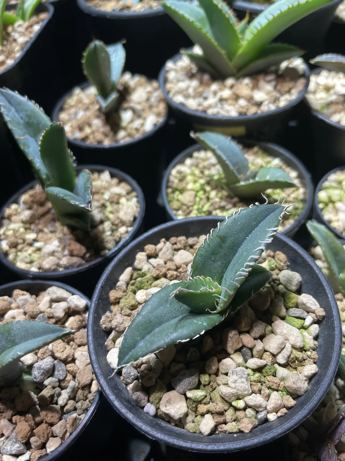 Agave titanota 'Blue' (アガベ チタノタブルー)