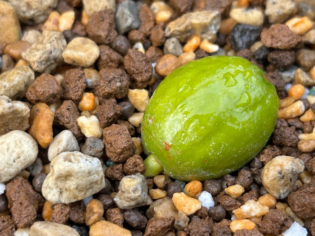 種子] サイカス カイルンシアナ Cycas cairnsiana｜希少 新鮮種子 観葉