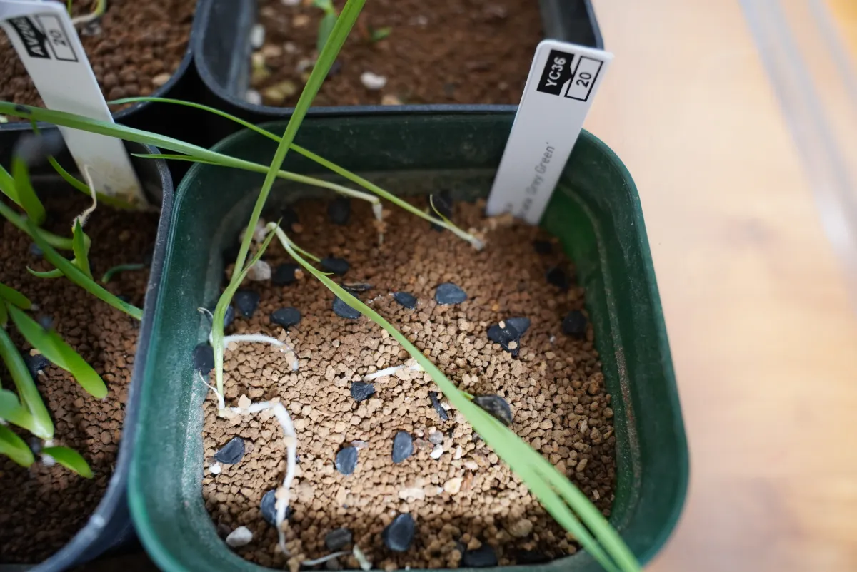 Yucca rostrata 'Gray Green' (ユッカ ロストラータ 'グレイグリーン)
