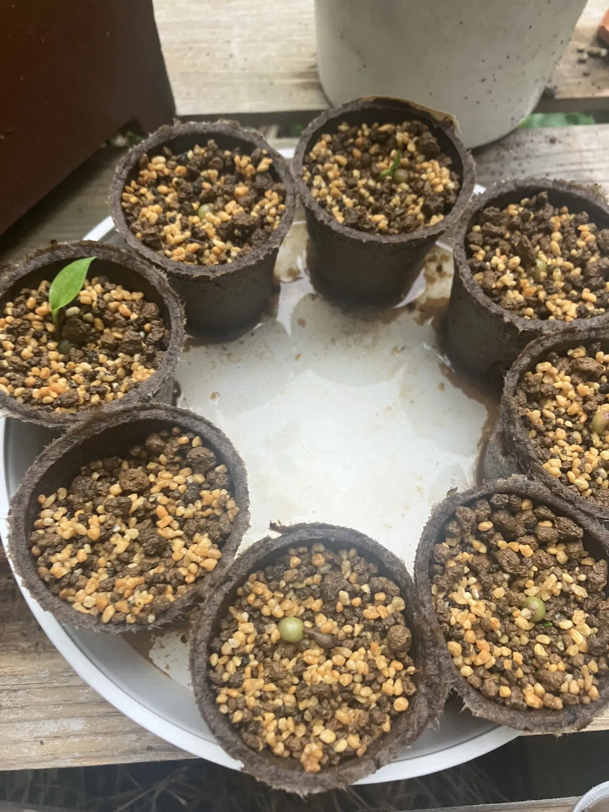 Scadoxus multiflorus (スカドクサス マルチフローラス 発根)