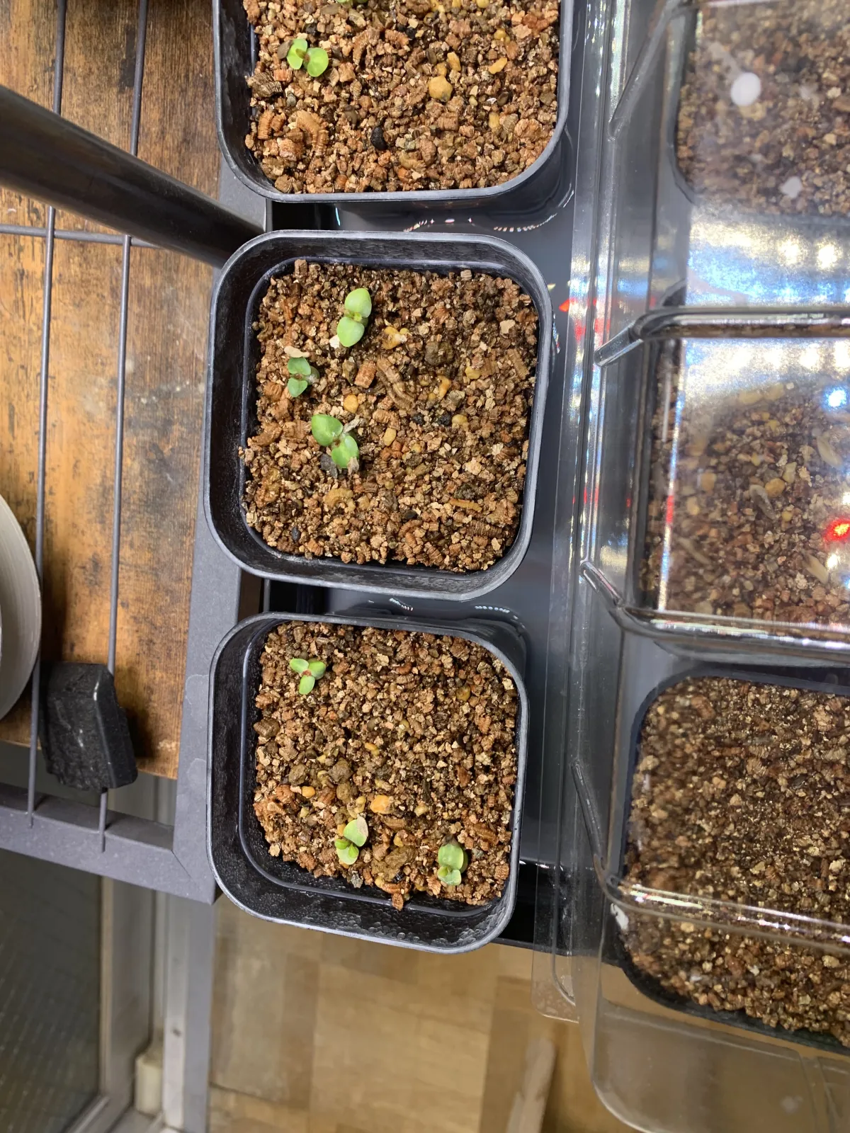 Pachypodium succulentum (パキポディウム サキュレンタム 天馬空)