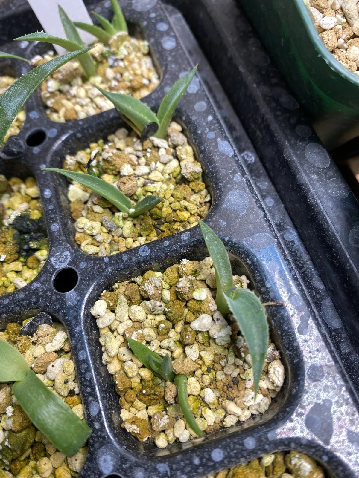 Agave parrasana (アガベ パラサナ)