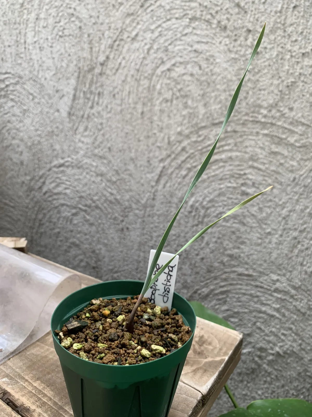 [無料種子] ブーファン ディスティカ Boophone disticha 状態難