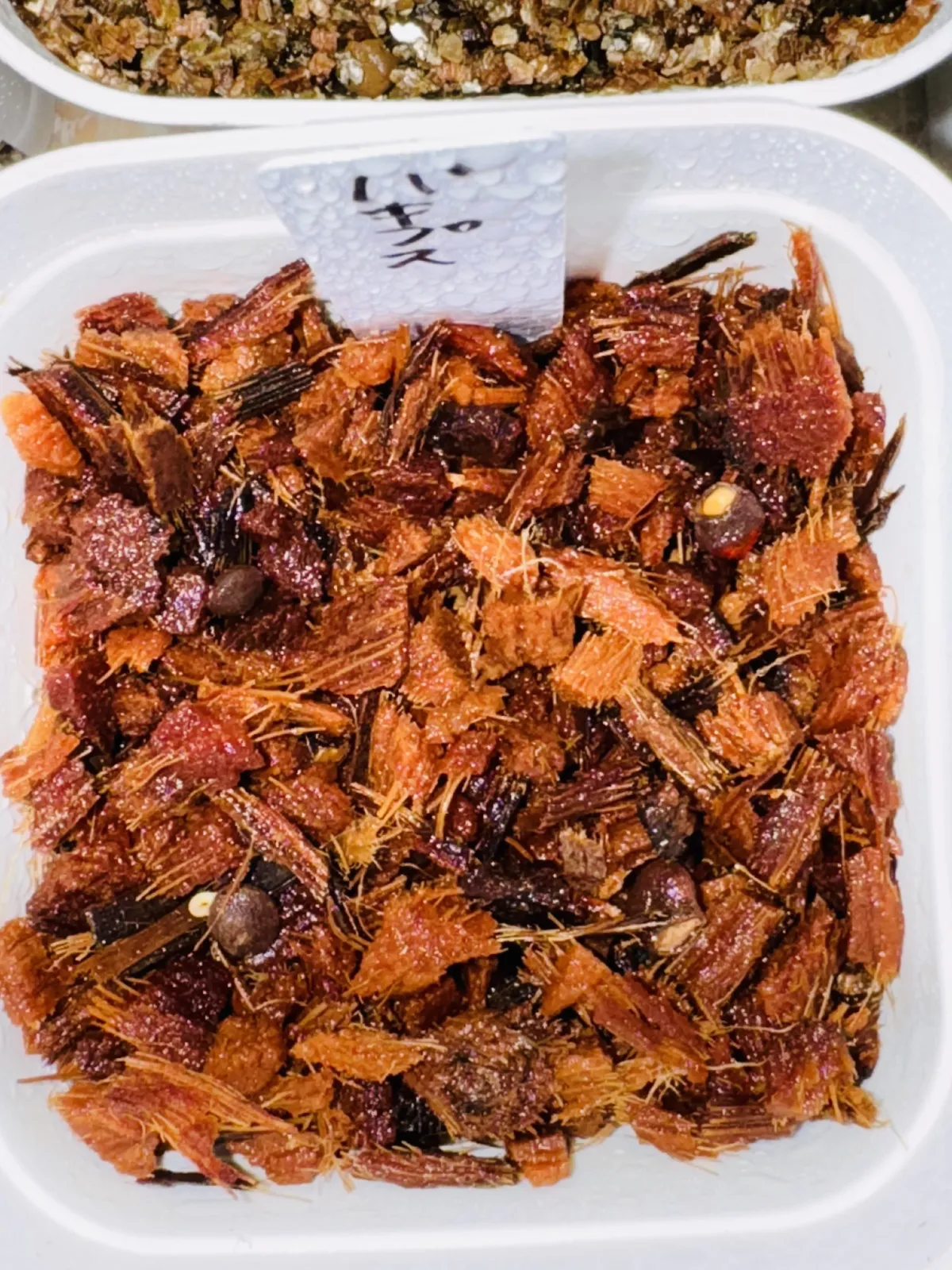 Operculicarya pachypus (オペルクリカリア パキプス)