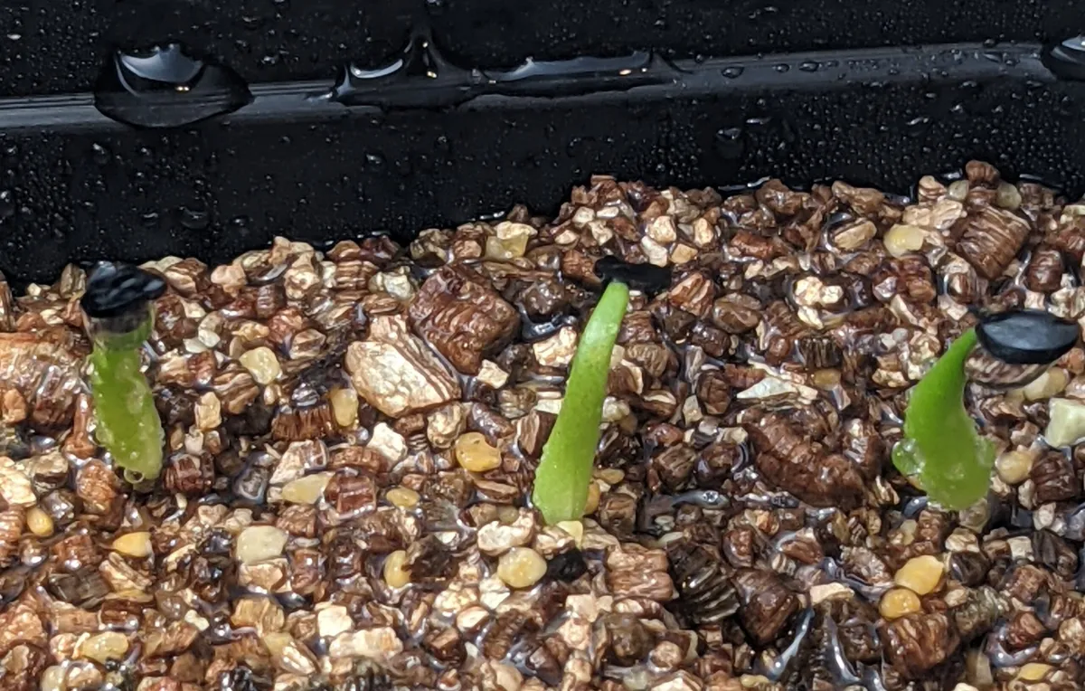 Agave titanota 'Blue' (アガベ チタノタブルー)