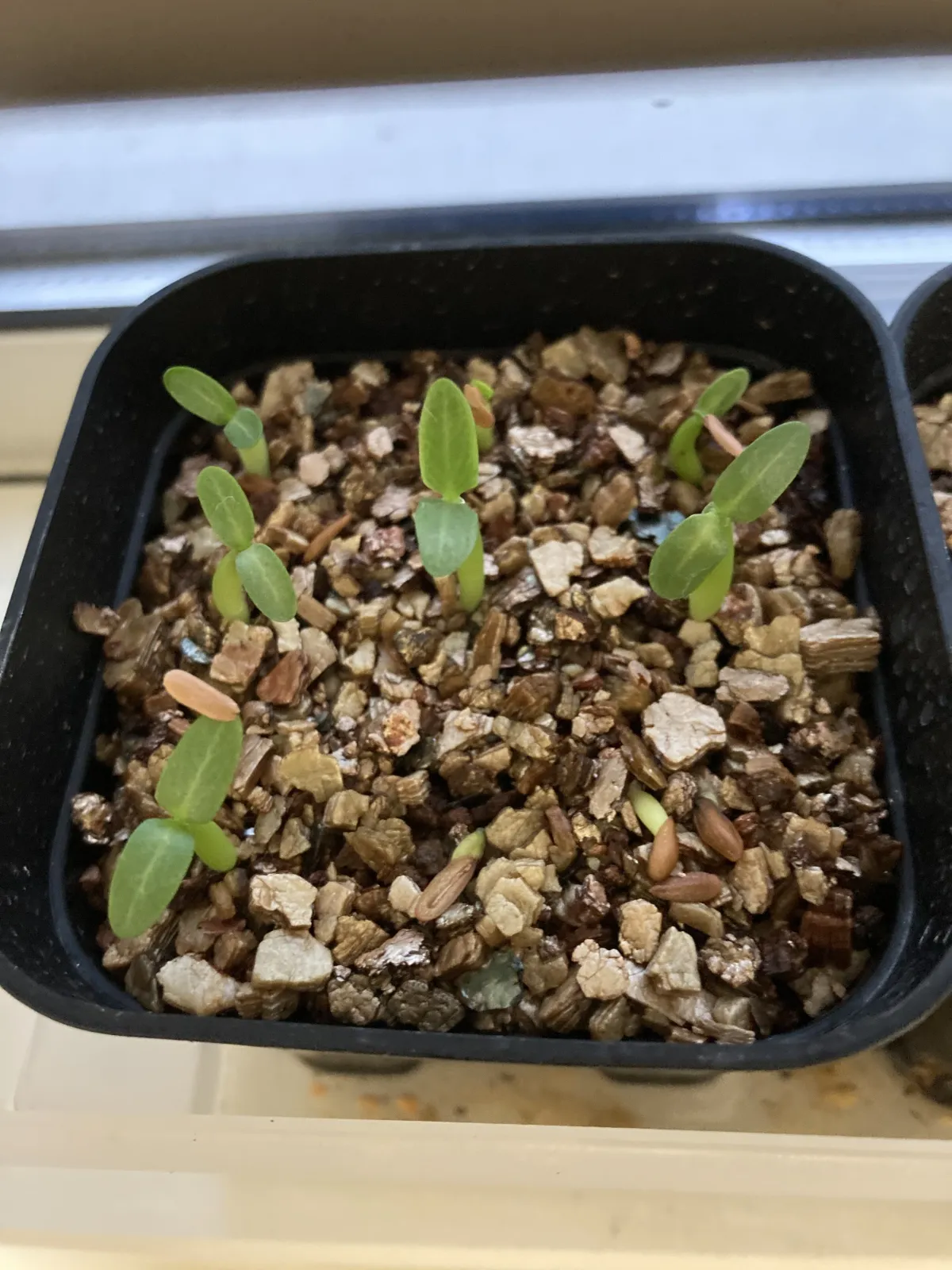 Pachypodium horombense (パキポディウム ホロンベンセ)