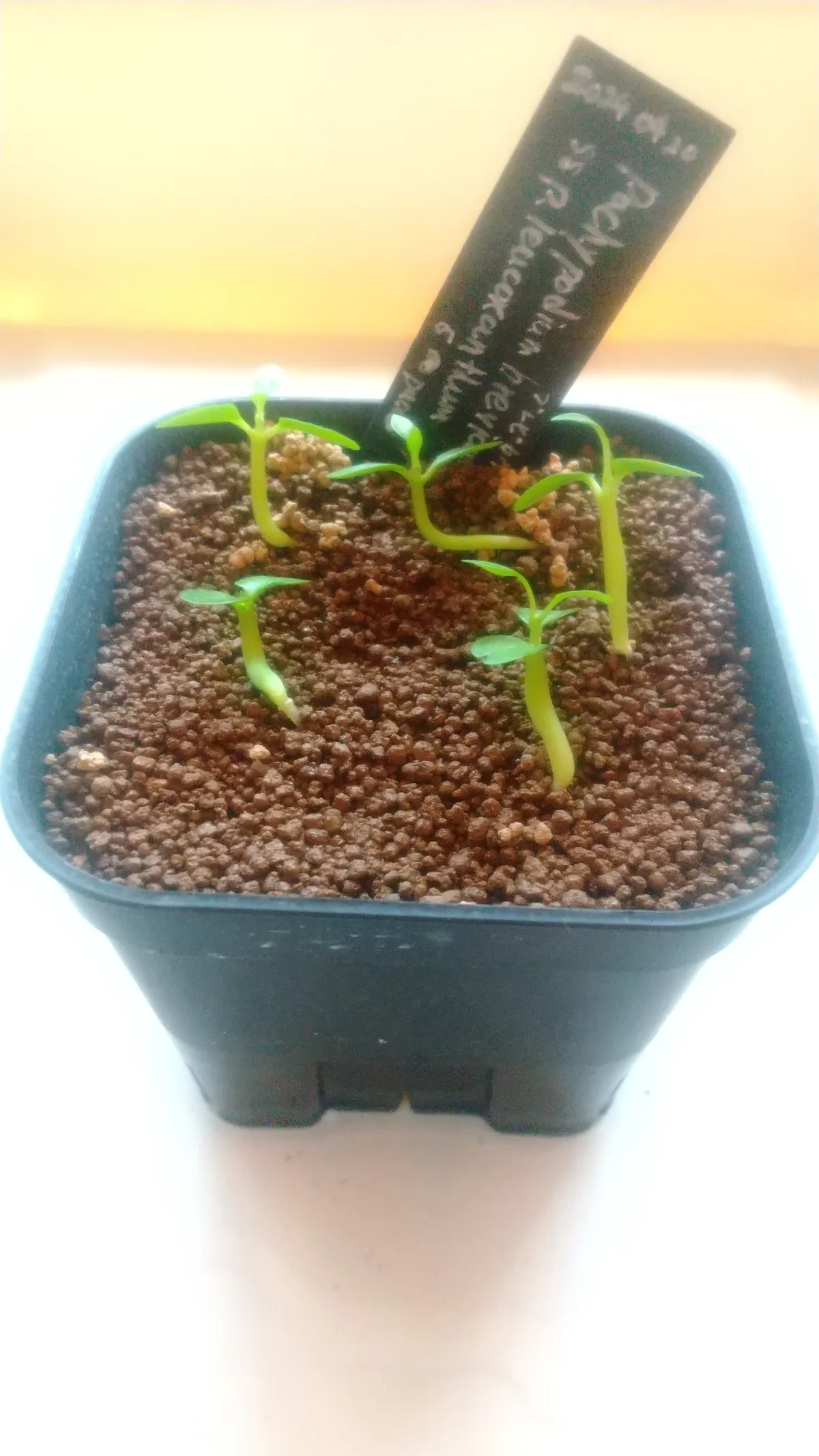 Pachypodium brevicaule subsp. leucoxanthum (パキポディウム レウコキサンツム)