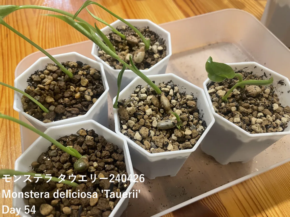 Monstera deliciosa Tauerii (モンステラ タウエリー)