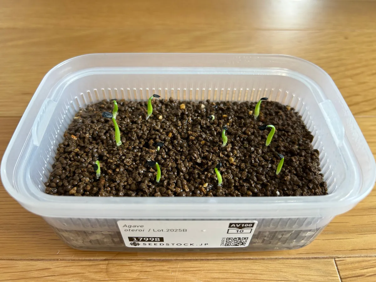 Agave oteroi (アガベ オテロイ)