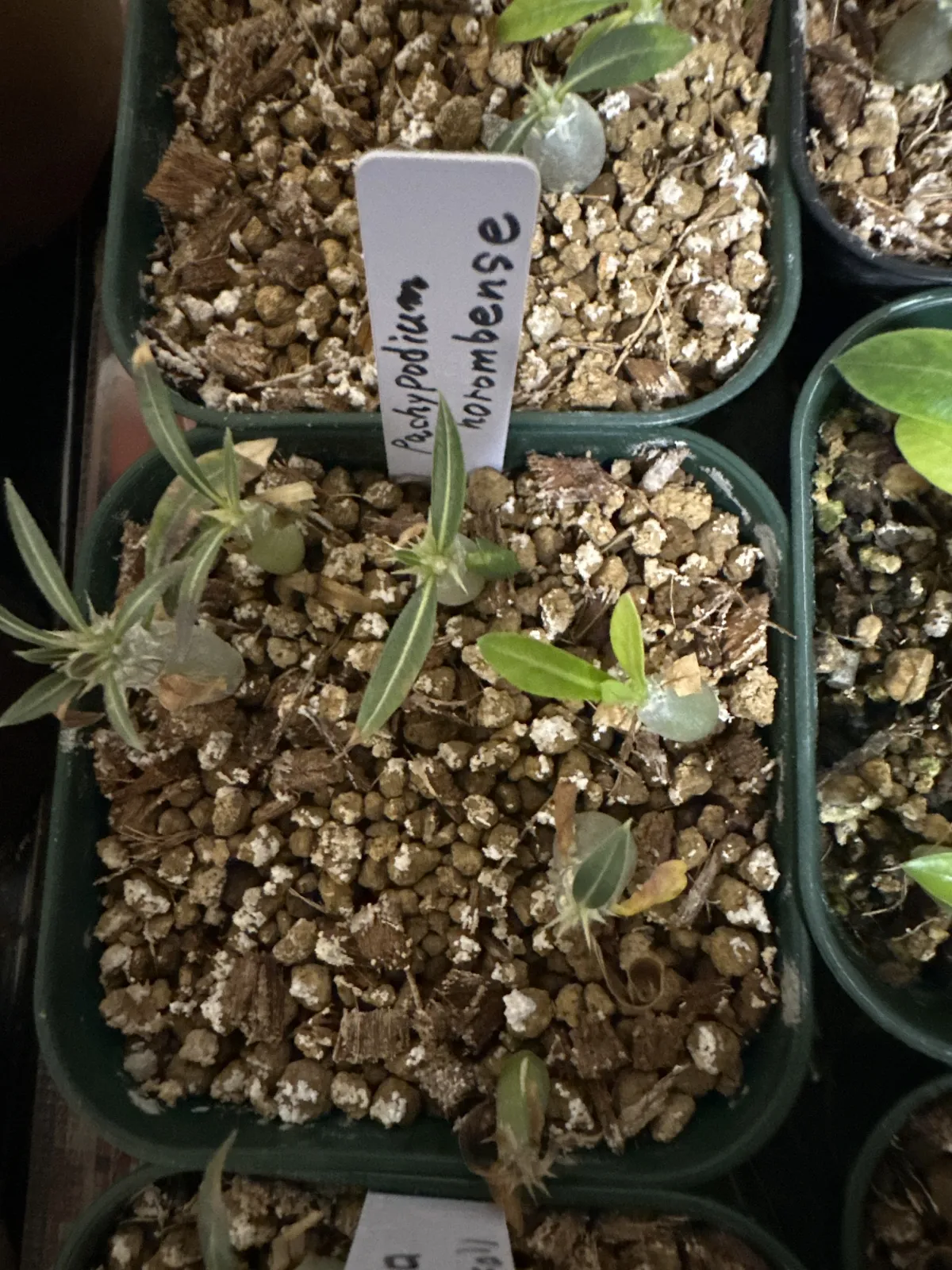 Pachypodium horombense (パキポディウム ホロンベンセ)