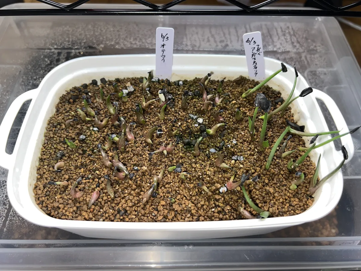 Agave oteroi (アガベ オテロイ)