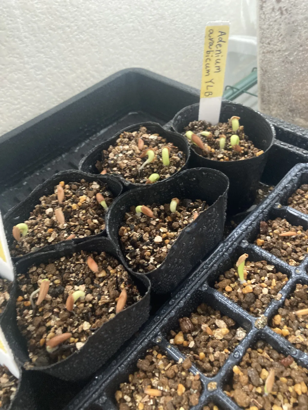 Adenium arabicum (アデニウム アラビカム)