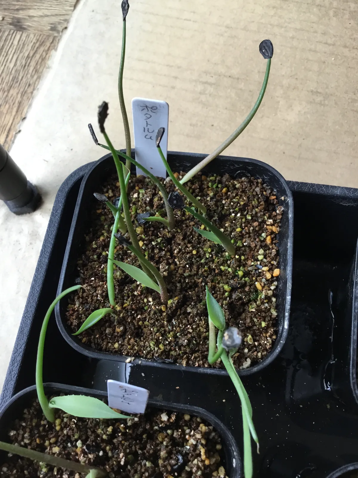 Agave potatorum (アガベ ポタトラム)