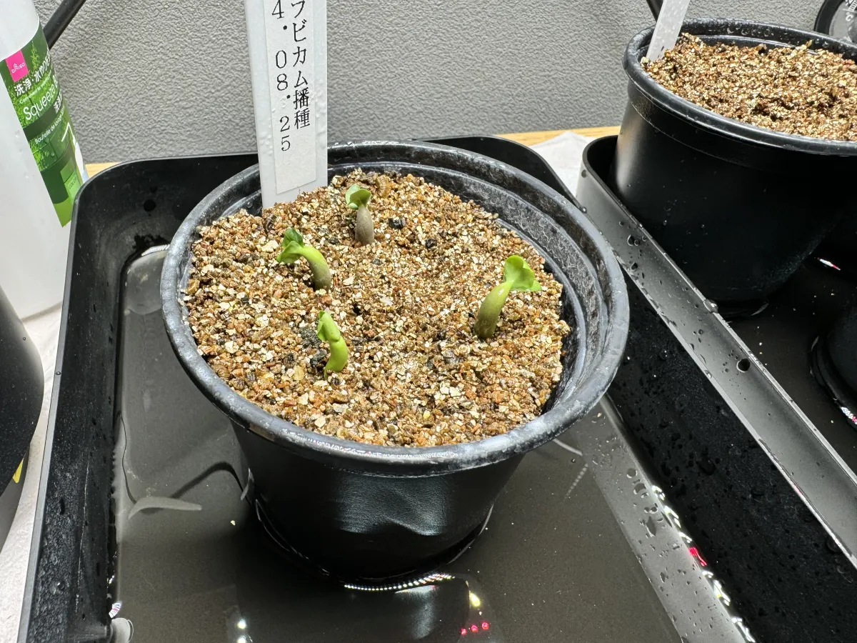 Adenium arabicum (アデニウム アラビカム)