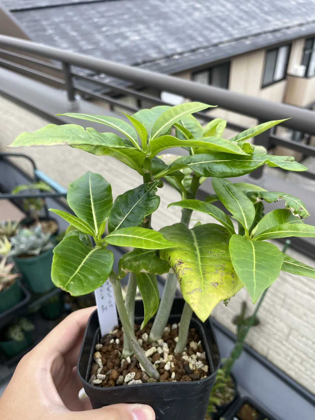 Pachypodium sofiense (パキポディウム ソフィエンセ)