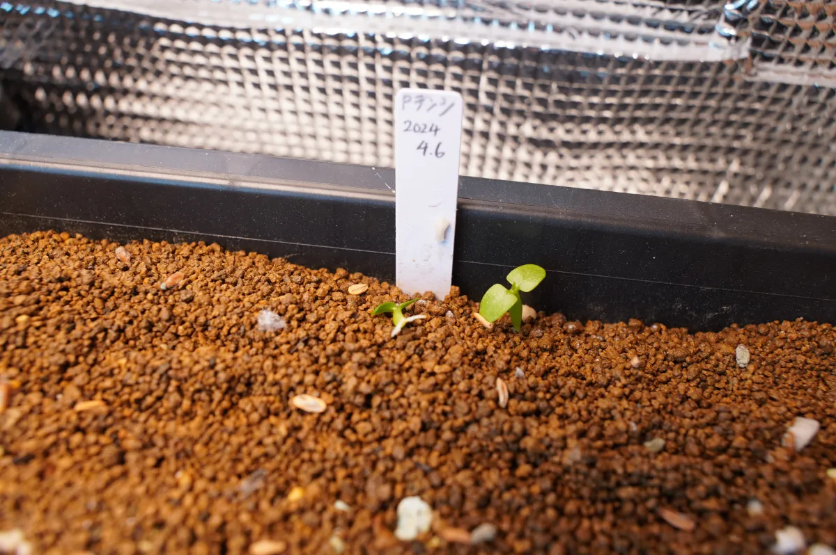 Pachypodium densiflorum var. densiflorum (パキポディウム デンシフローラム)