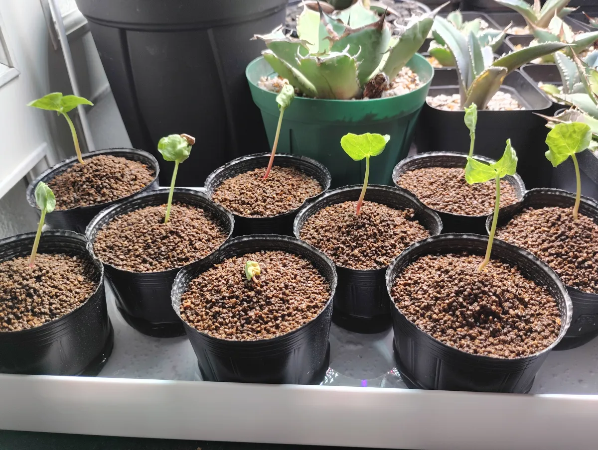 Commiphora Commiphora sp (コミフォラ sp.)