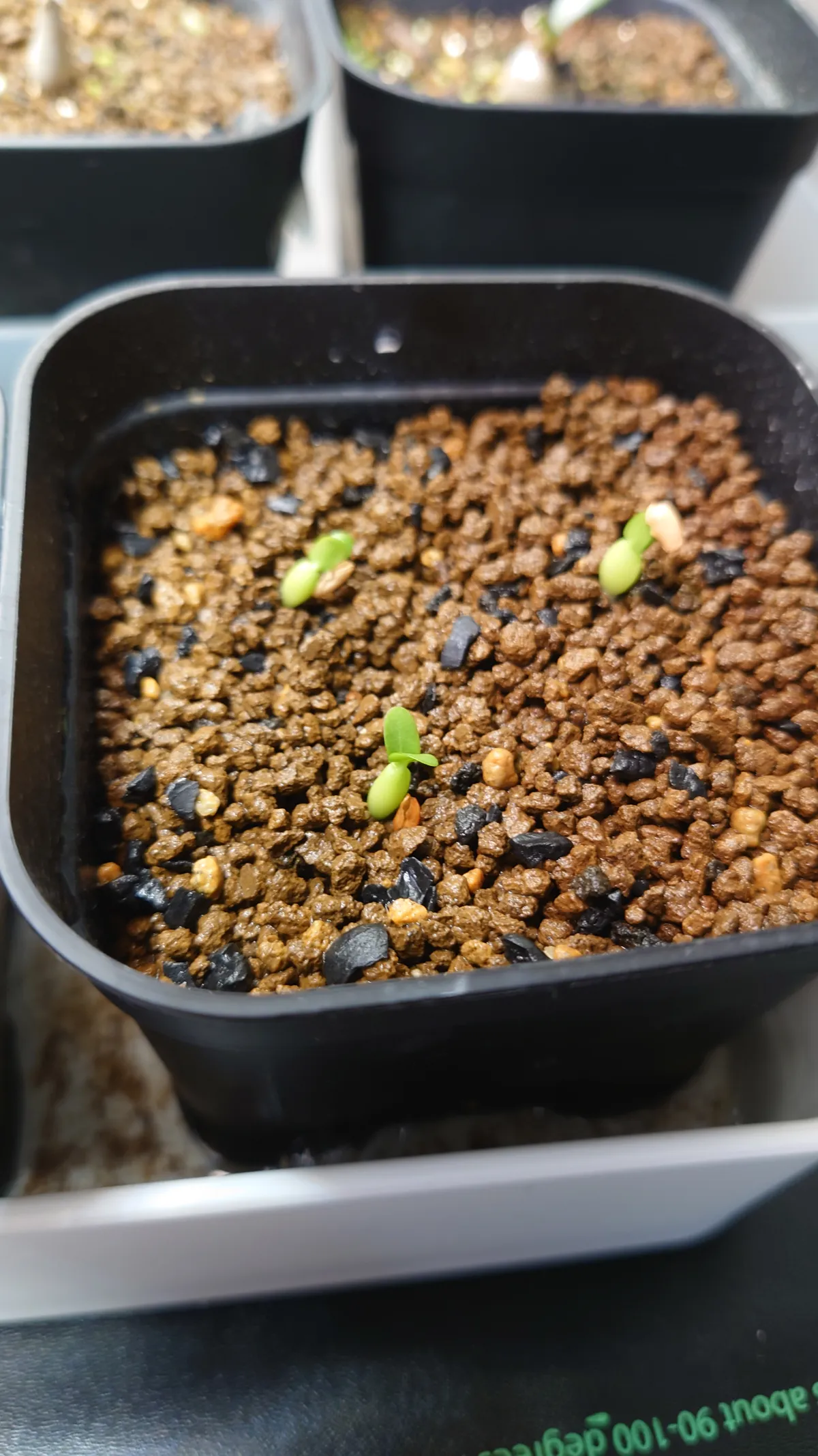 Pachypodium enigmaticum (パキポディウム エニグマチカム)