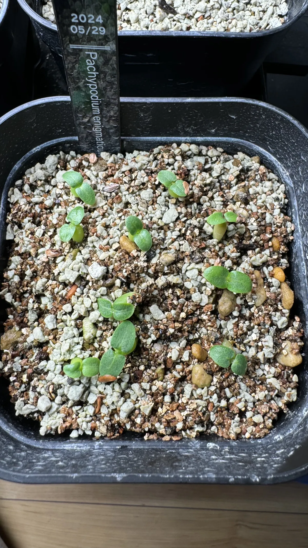 Pachypodium enigmaticum (パキポディウム エニグマチカム)