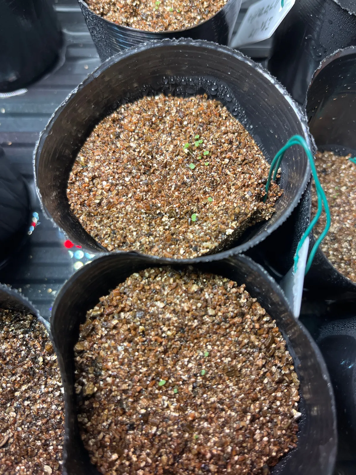 Echeveria agavoides 'Romeo' (エケベリア アガボイデス ロメオ)