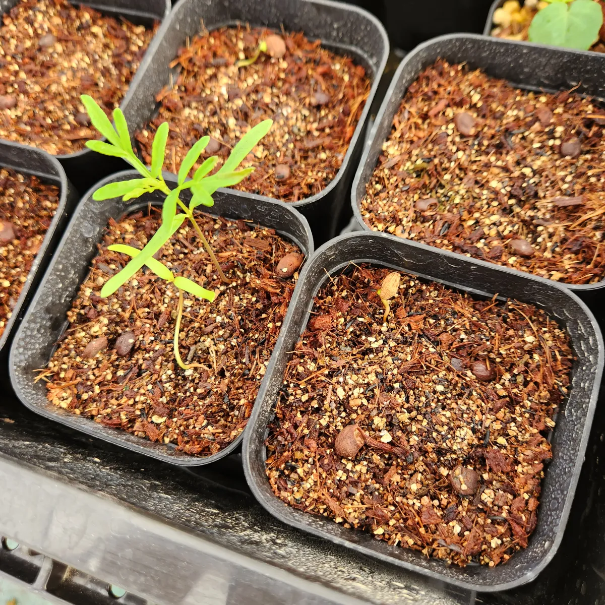 Operculicarya sp (オペルクリカリア)