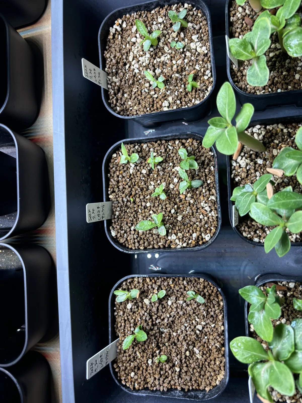 Pachypodium brevicaule subsp. leucoxanthum (パキポディウム レウコキサンツム)