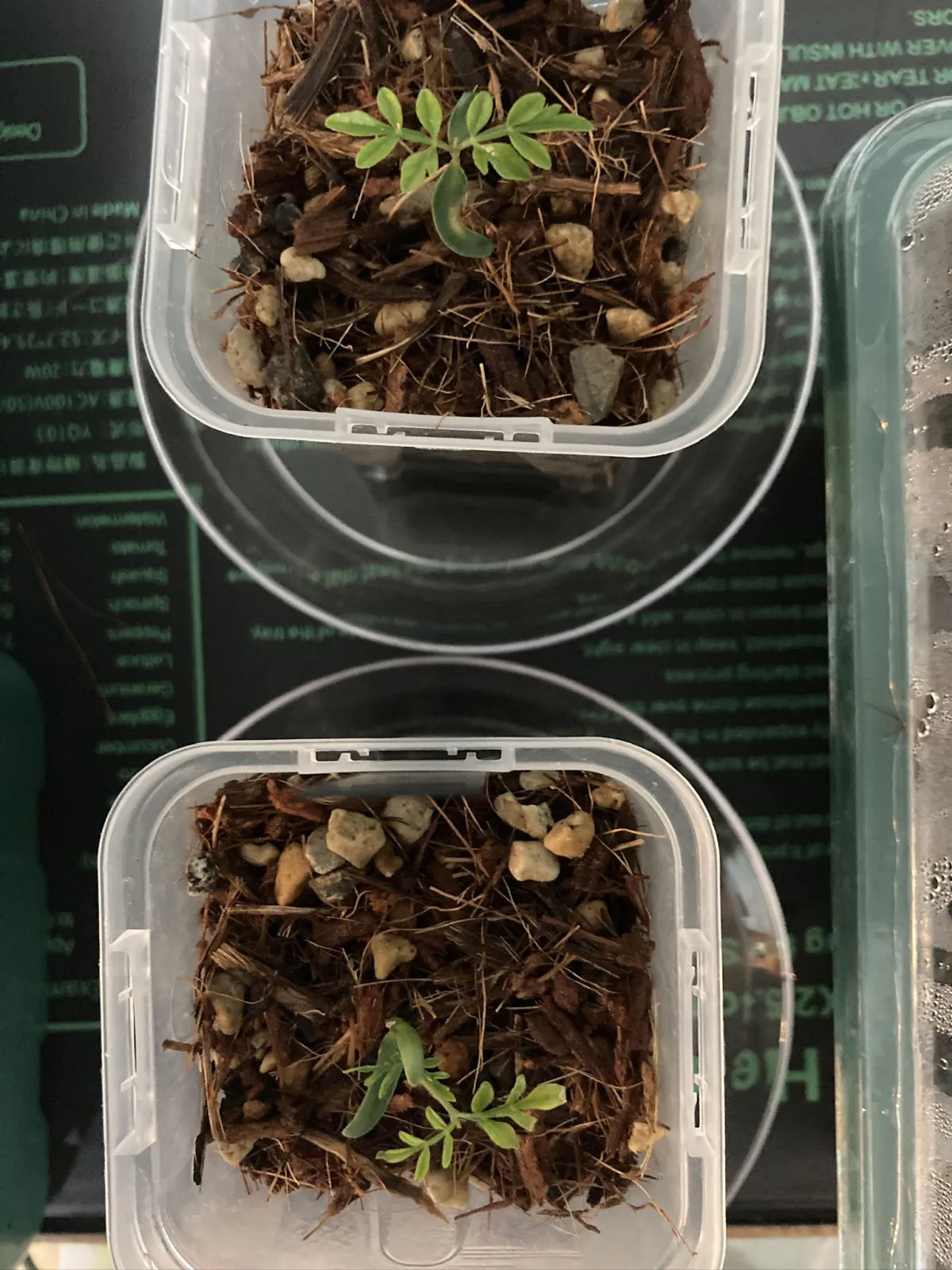 Operculicarya decaryi (オペルクリカリア デカリー)