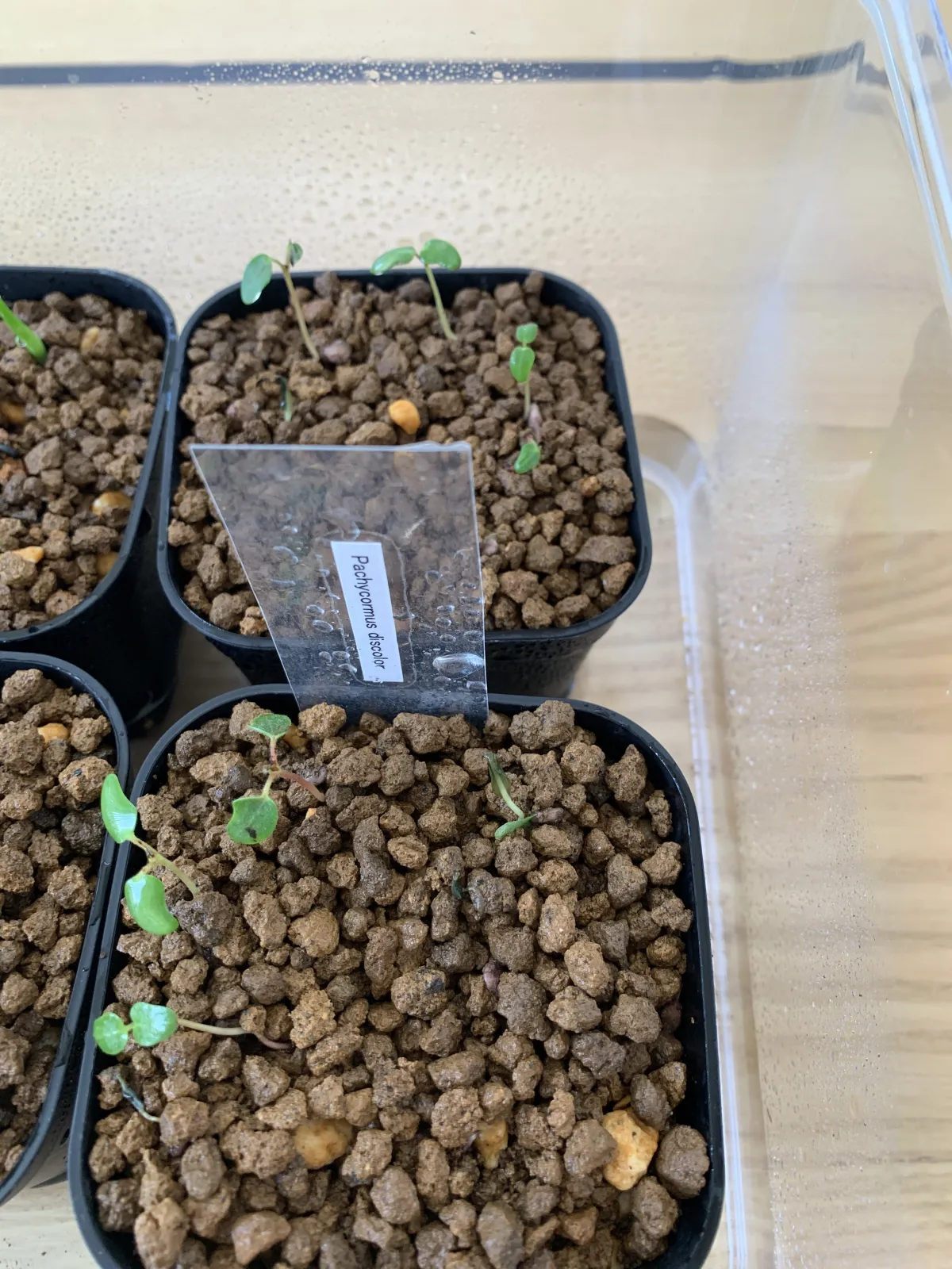 Pachycormus discolor (パキコルムス ディスカラー)