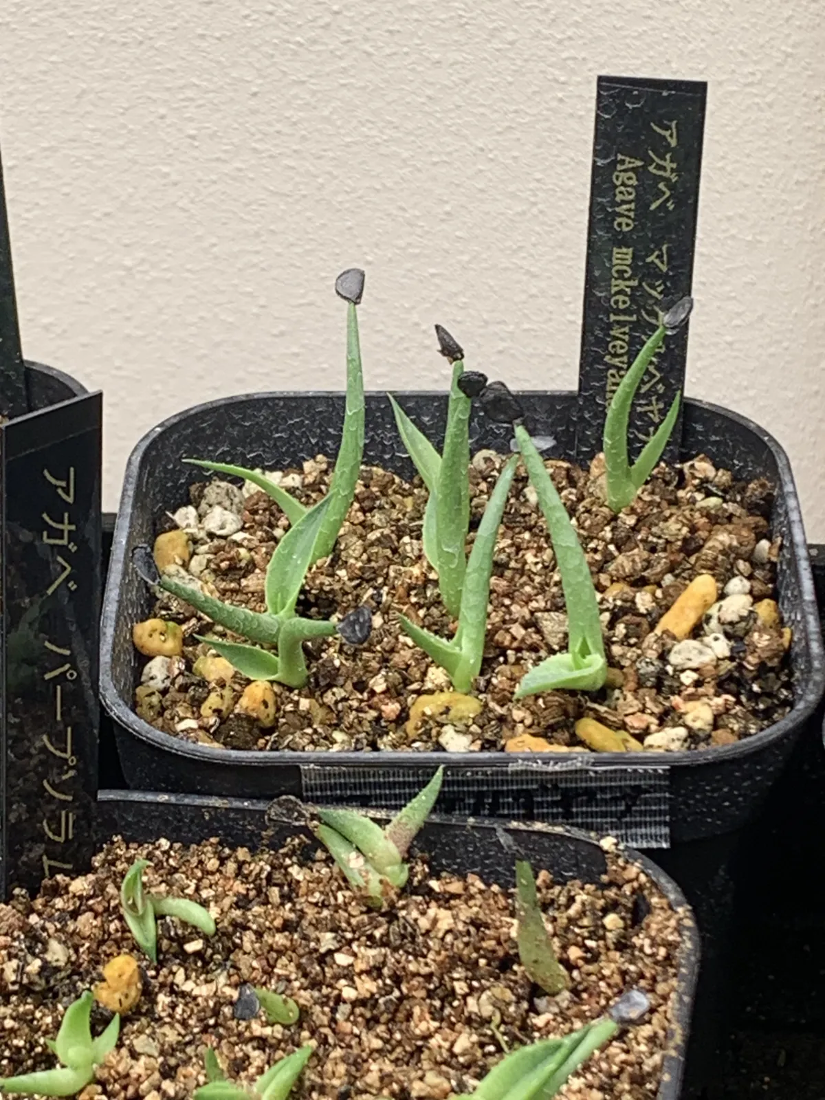 Agave mckelveyana (アガベ マッケルベヤナ)