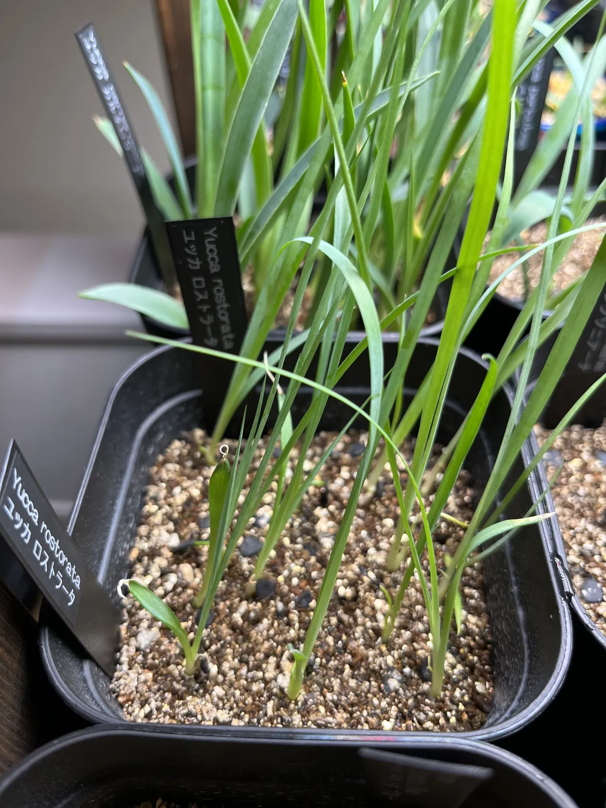 Yucca rostrata (ユッカ ロストラータ)