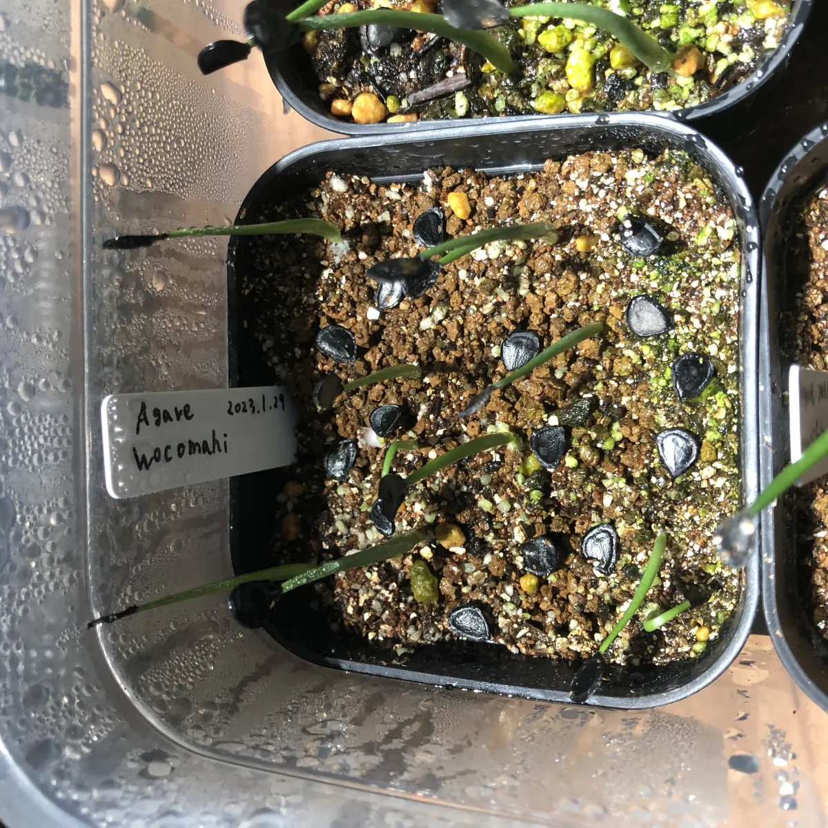 Agave wocomahi (アガベ ワコマヒー)