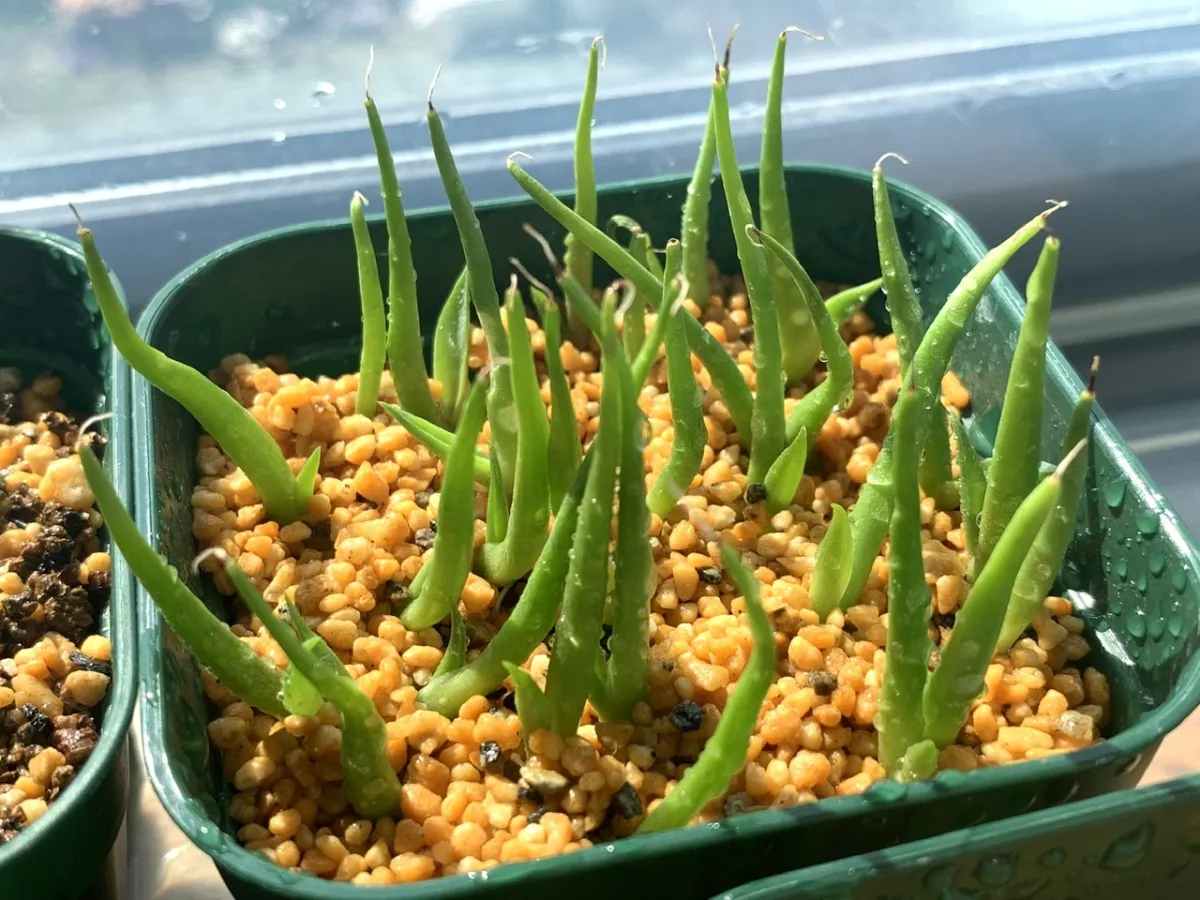 Agave americana ssp. protoamericana (アガベ プロトアメリカーナ)