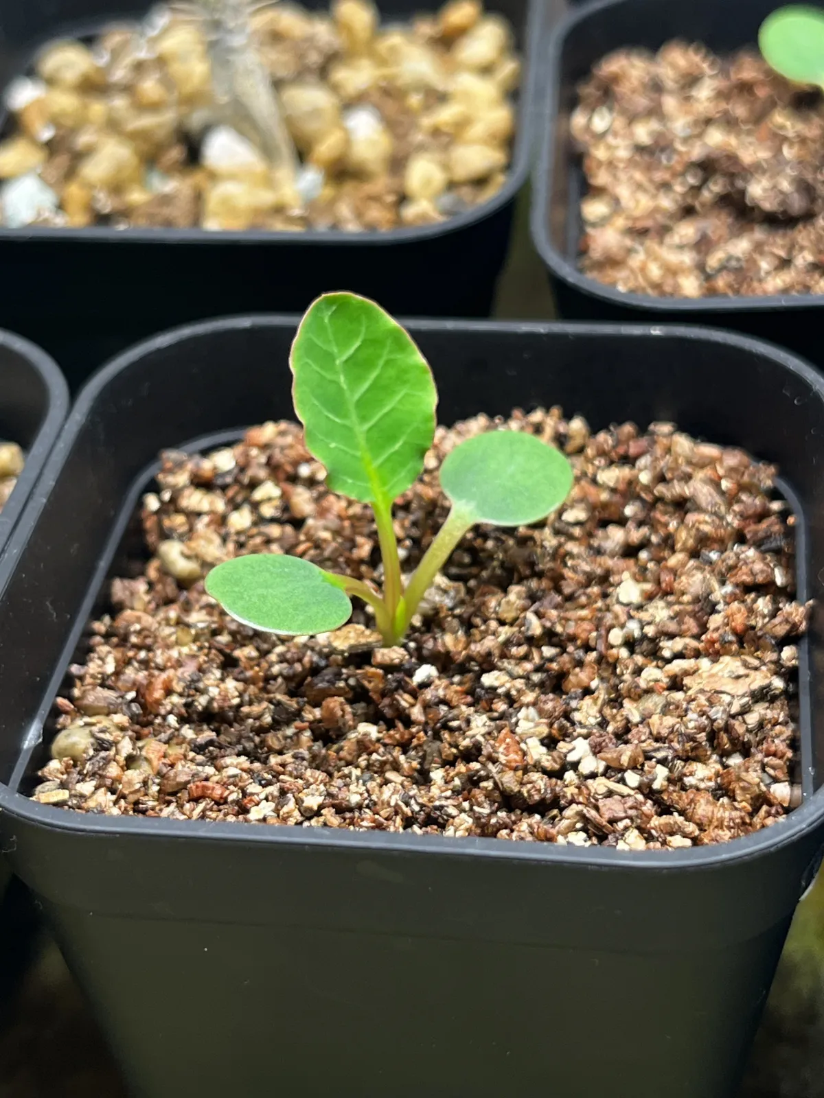 Euphorbia guillauminiana (ユーフォルビア ギラウミニアナ)