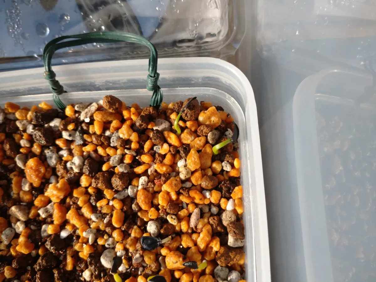 Agave americana var. oaxacensis (アガベ オアハセンシス)