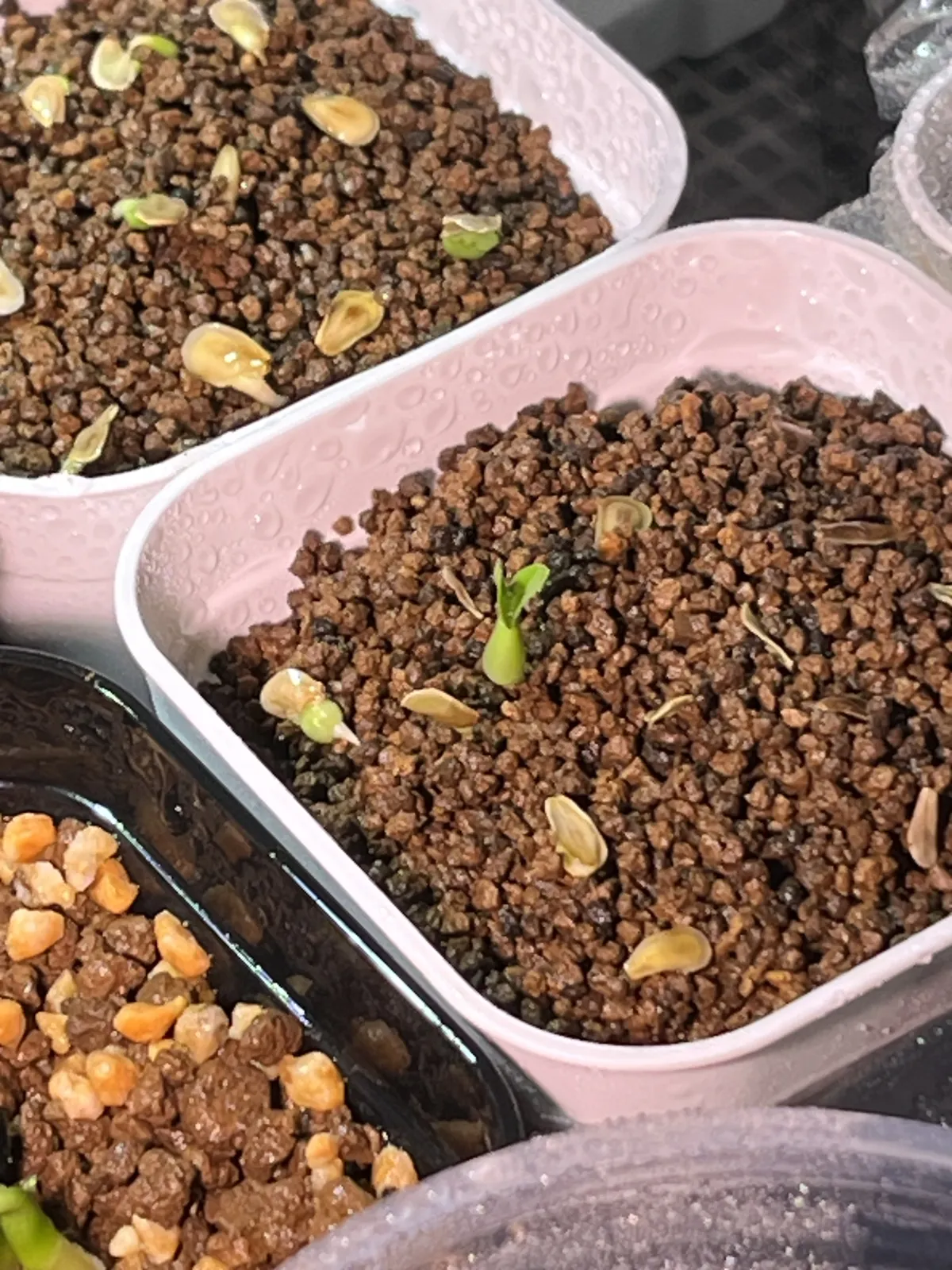 Fockea edulis (フォッケア 火星人)