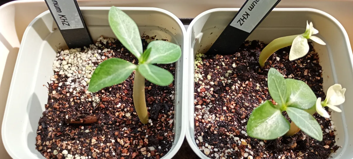 Adenium obesum thai (アデニウム タイ ソコトラナム)