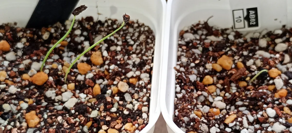 Albuca spiralis 'Frizzle Sizzle' (アルブカ スピラリス)