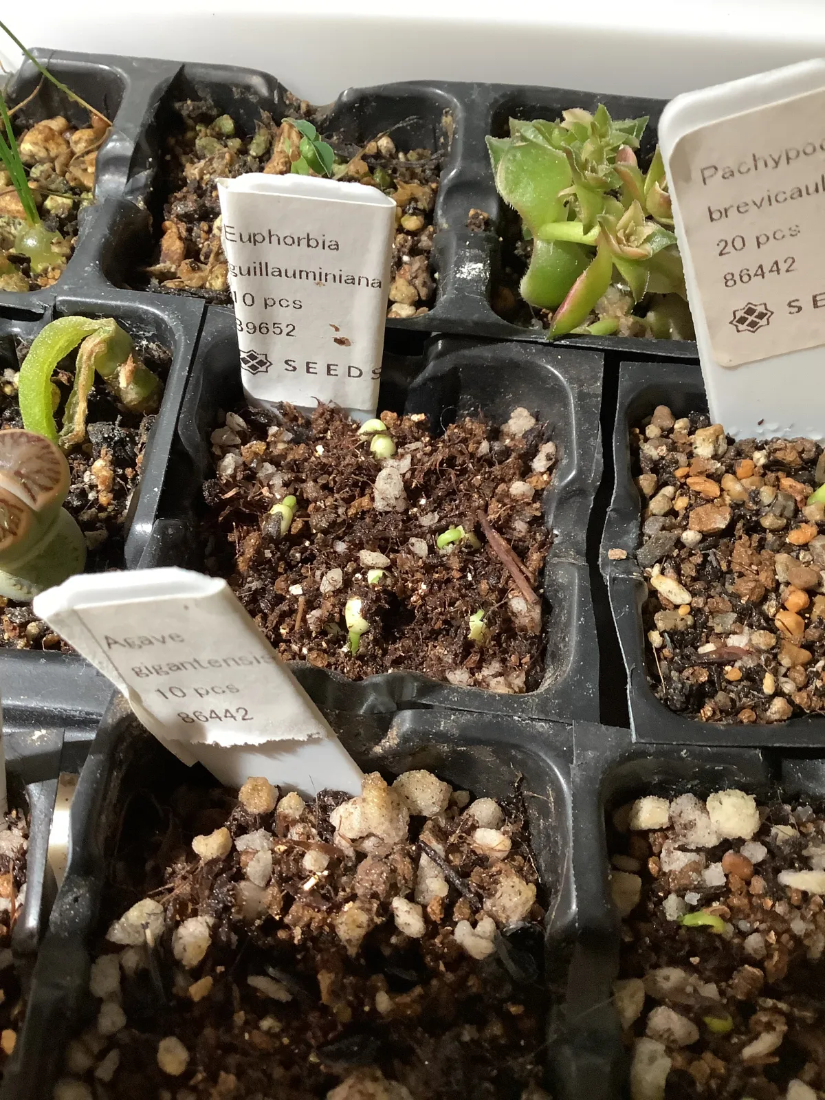 Euphorbia guillauminiana (ユーフォルビア ギラウミニアナ)