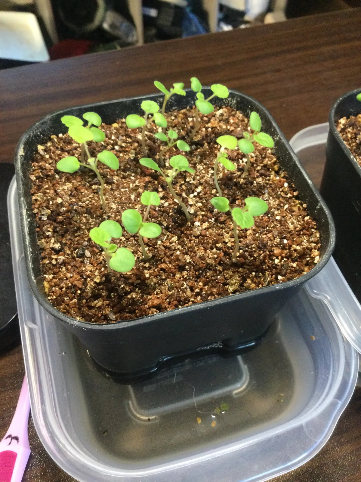 Pelargonium reniforme (ペラルゴニウム レニフォルメ)