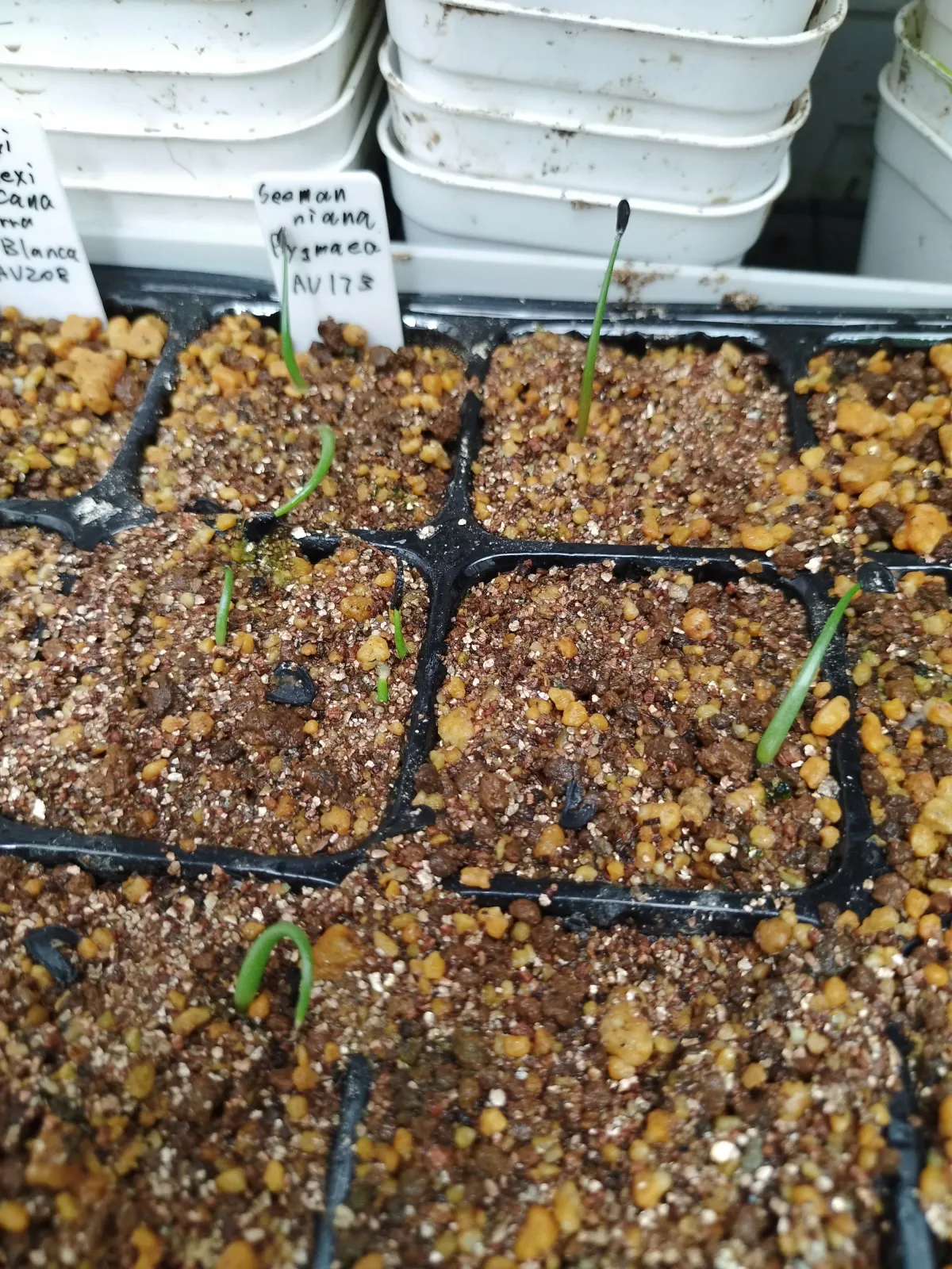 Agave seemanniana (アガベ ピグマエア)