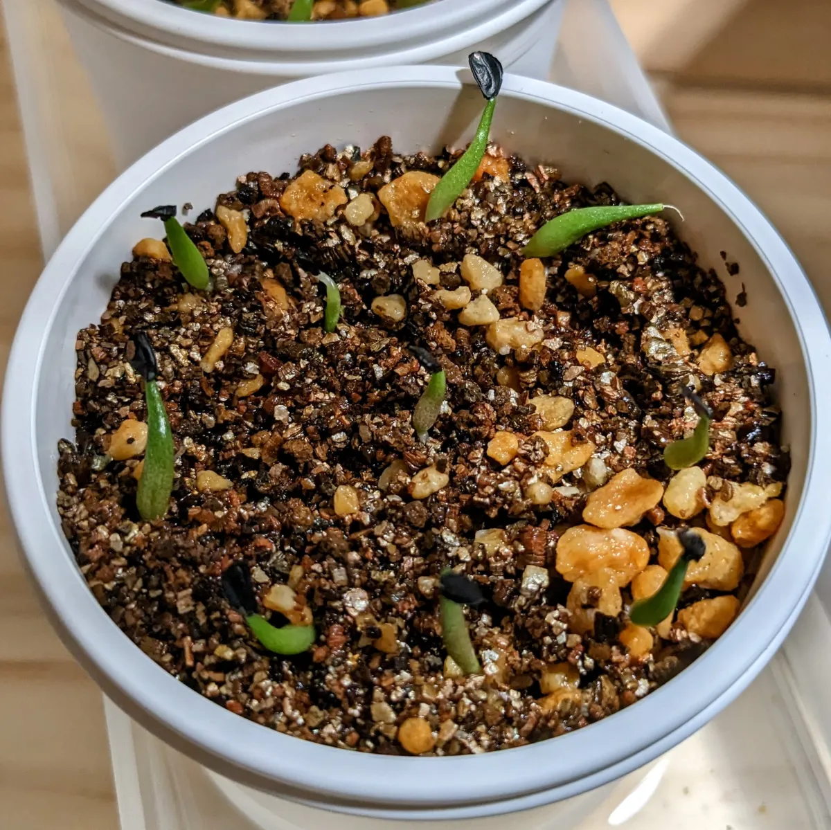 Agave titanota 'Blue' (アガベ チタノタブルー)