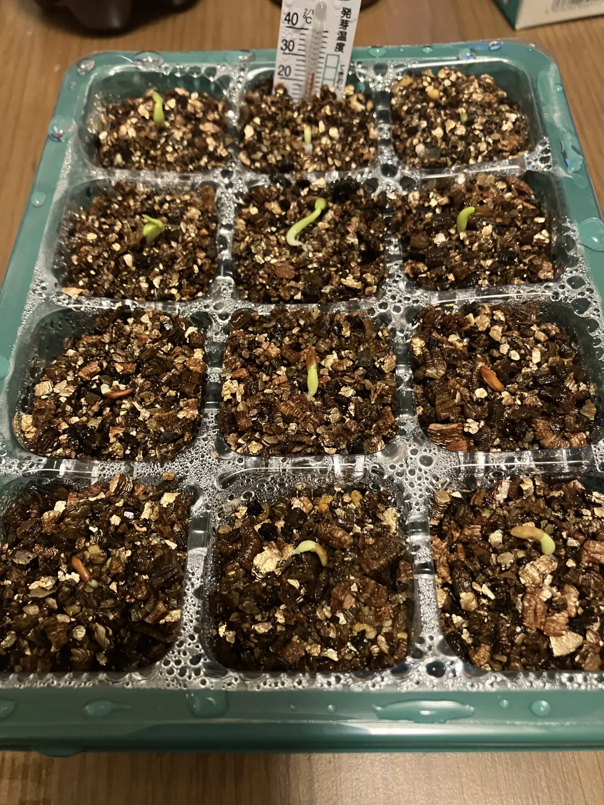 Pachypodium rosulatum var. gracilius (パキポディウム グラキリス)