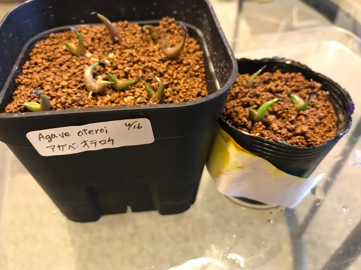 Agave oteroi (アガベ オテロイ)