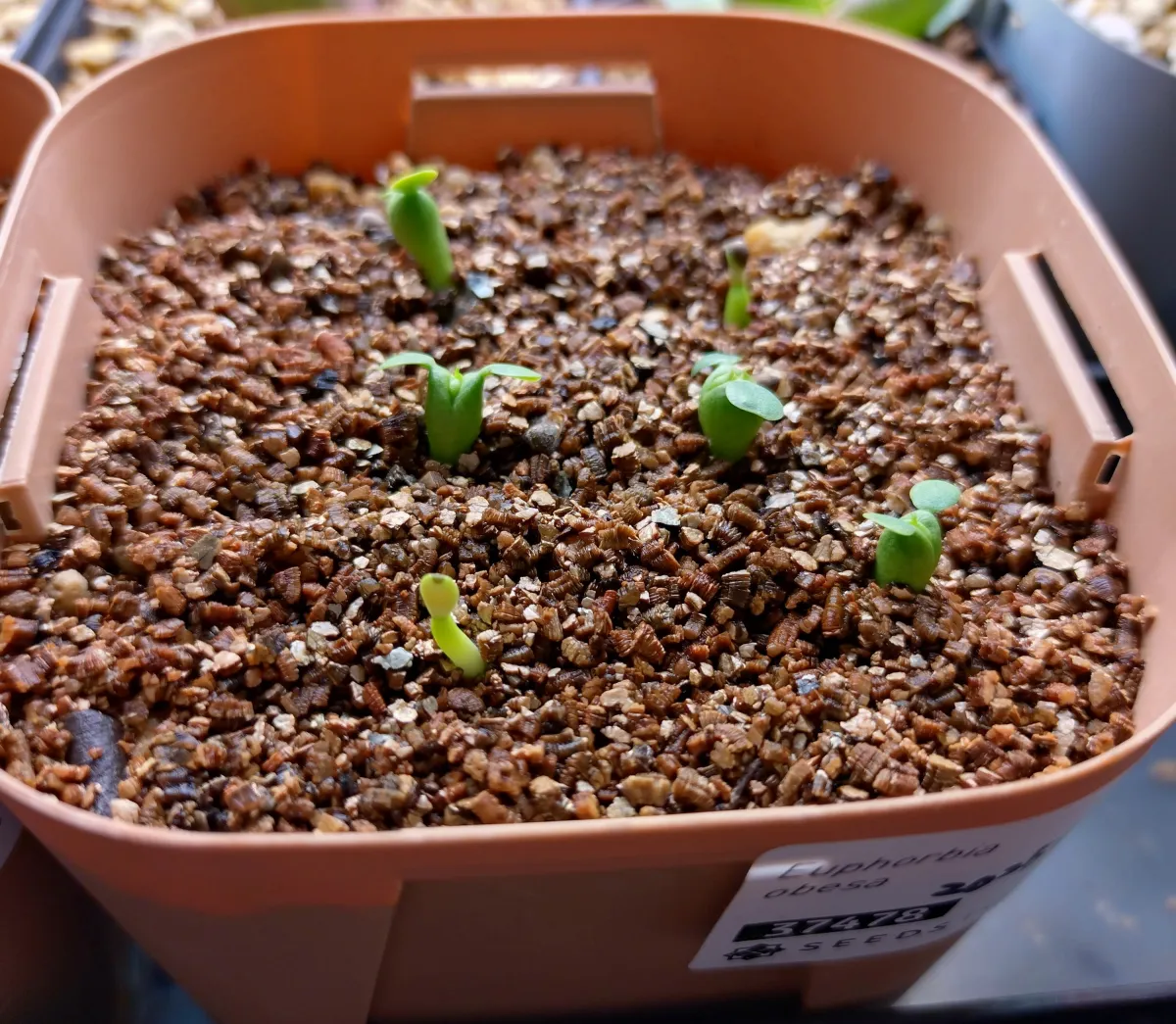 Euphorbia obesa subsp. obesa (ユーフォルビア オベサ)