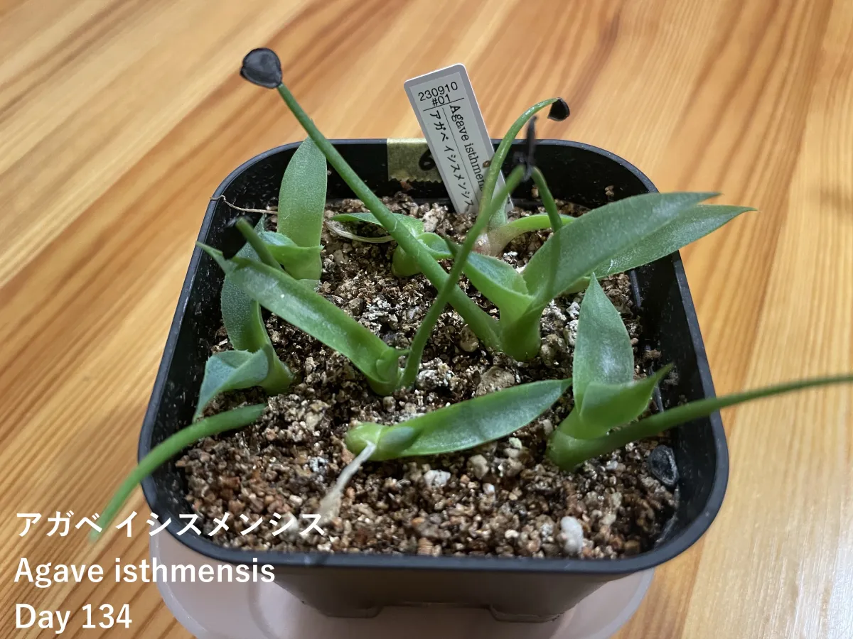 Agave isthmensis (アガベ イシスメンシス)