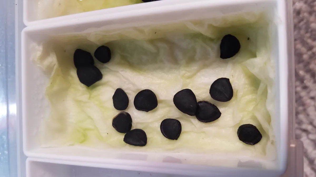 Hesperoyucca whipplei subsp. eremica (ヘスペロユッカ ウィップレイ エレミカ)