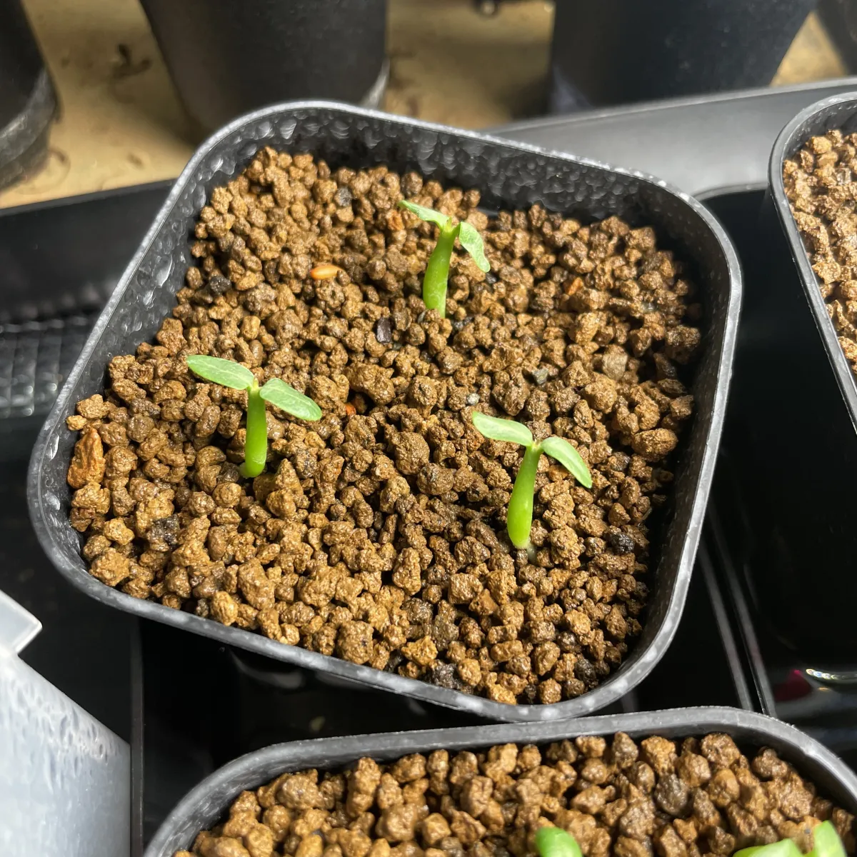 Pachypodium rosulatum var. inopinatum (パキポディウム イノピナツム)