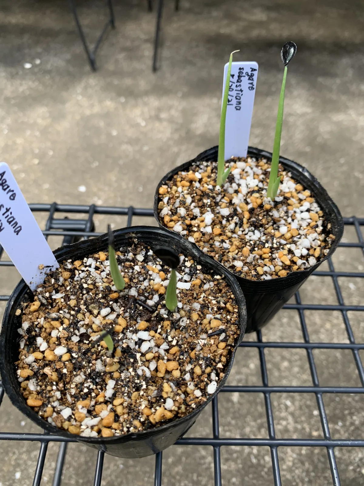 Agave sebastiana (アガベ セバスティアーナ)