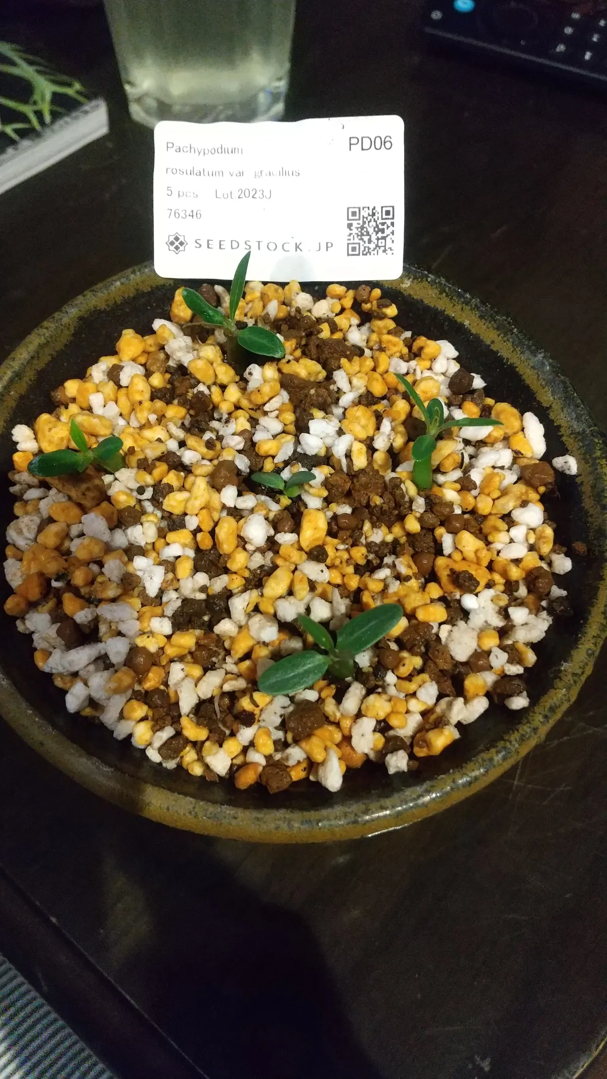 Pachypodium rosulatum var. gracilius (パキポディウム グラキリス)