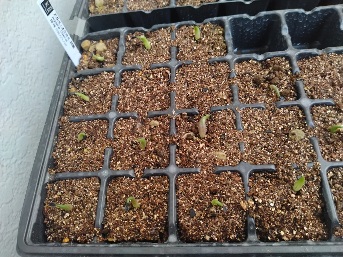 Agave oteroi (アガベ オテロイ)